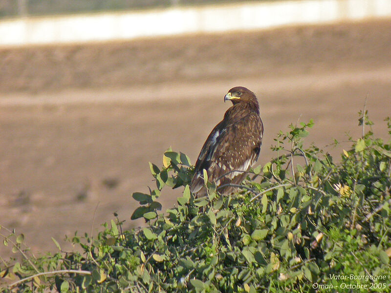 Aigle criard