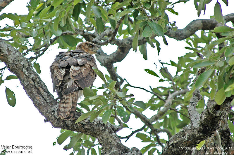 African Hawk-Eagleimmature, moulting, pigmentation