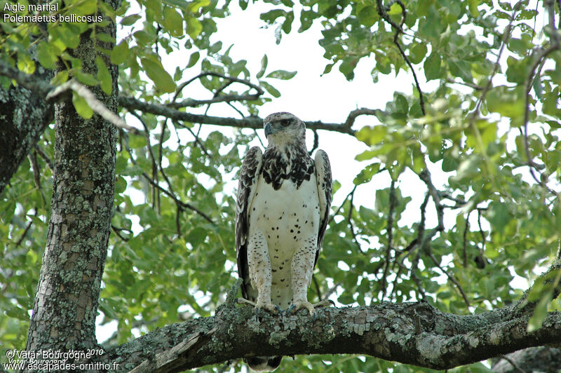 Martial Eagle