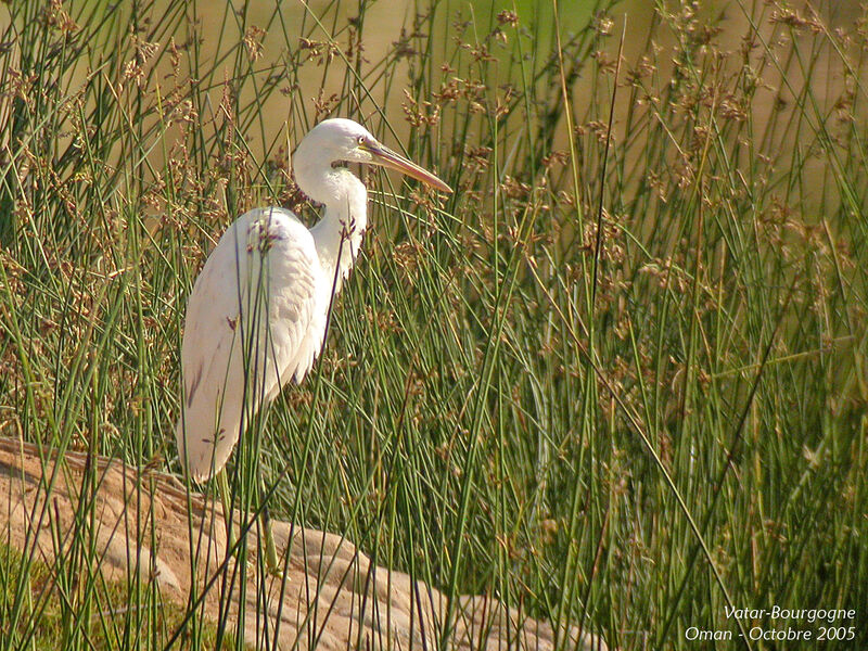 Western Reef Heron