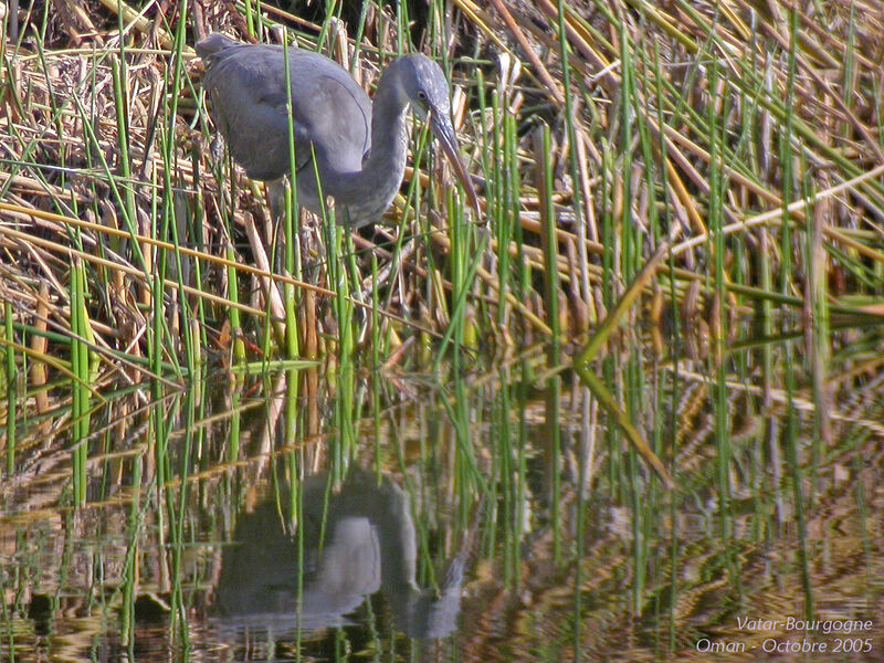 Western Reef Heron