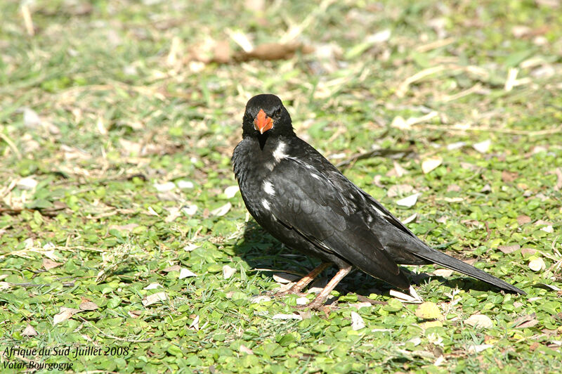 Alecto à bec rouge