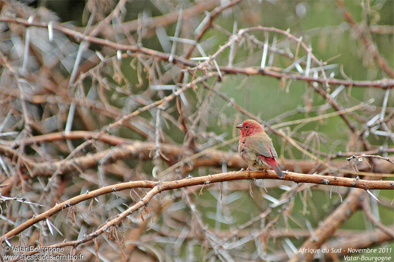 Red-billed Firefinch