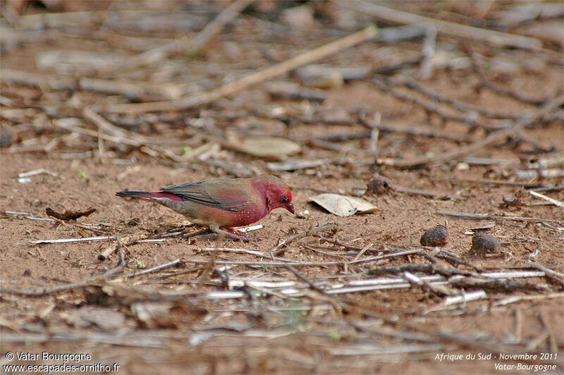 Red-billed Firefinch