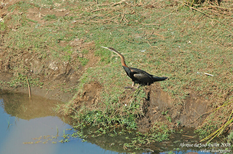 Oriental Darter