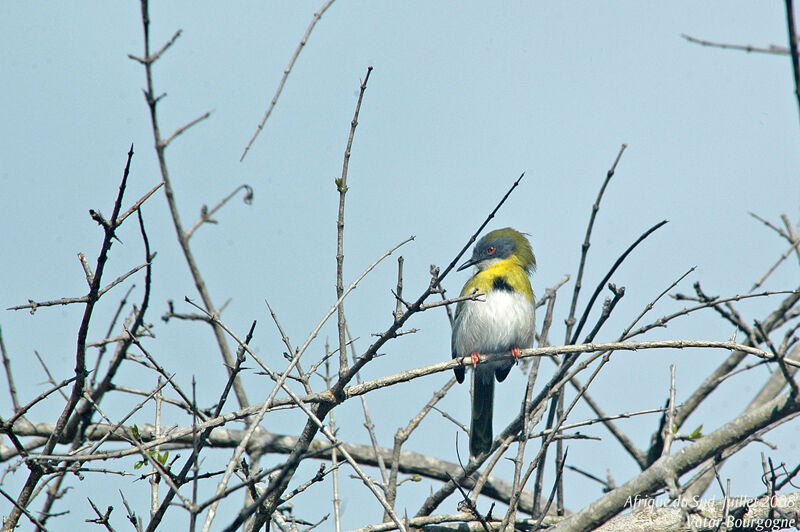 Yellow-breasted Apalisadult, habitat