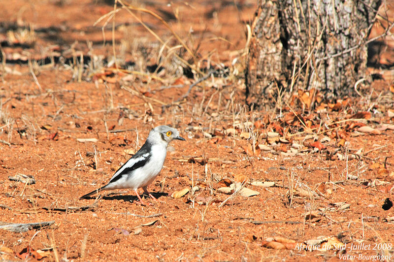 White-crested Helmetshrike