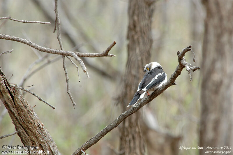 White-crested Helmetshrike