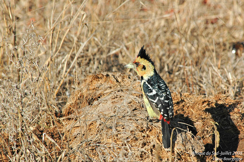 Crested Barbet