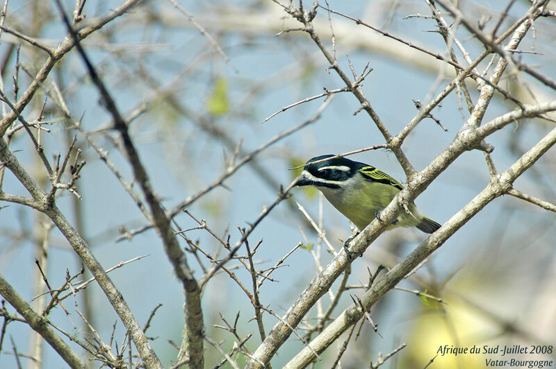 Yellow-rumped Tinkerbird