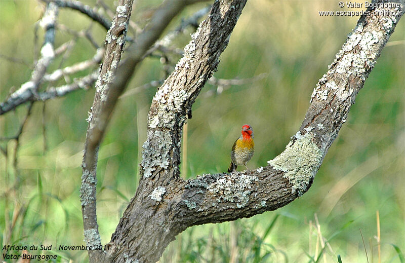 Green-winged Pytilia