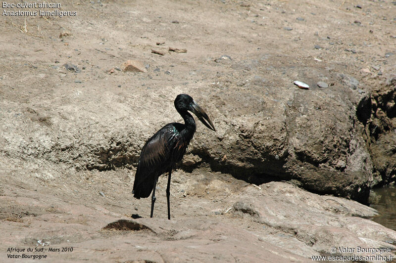 African Openbill