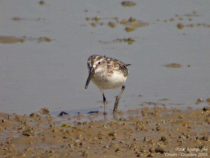 Bécasseau falcinelle