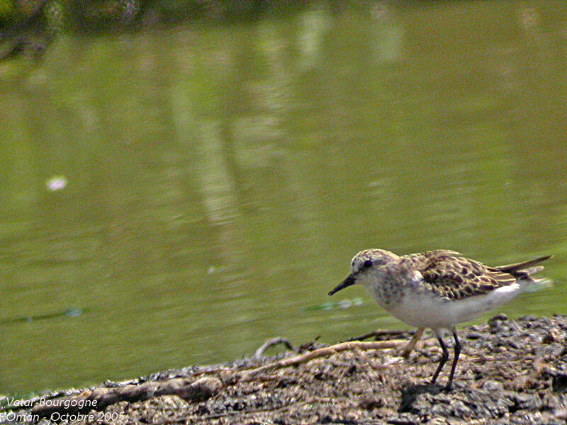 Little Stint