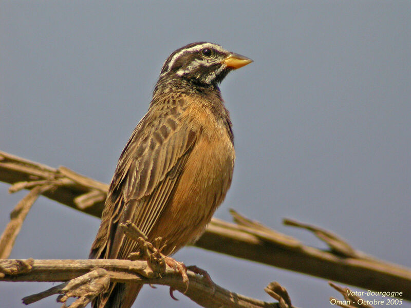 Cinnamon-breasted Bunting