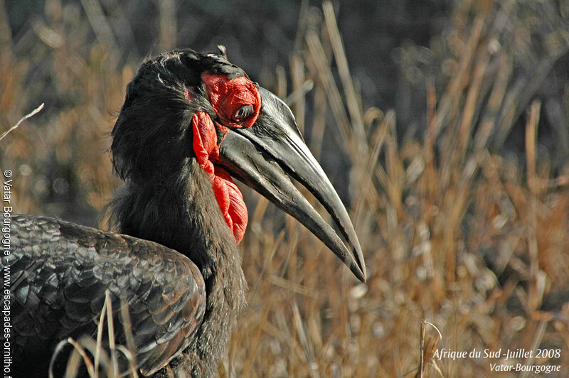 Southern Ground Hornbill