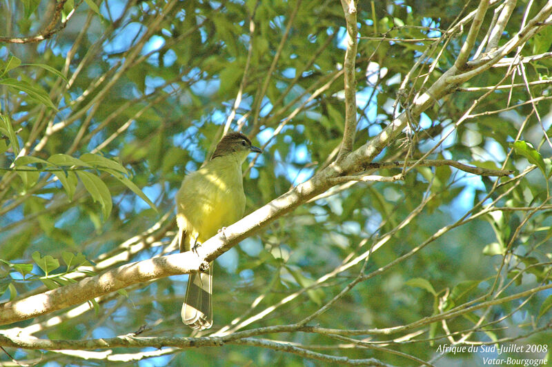 Bulbul à poitrine jaune