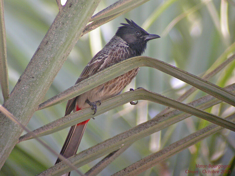 Red-vented Bulbul