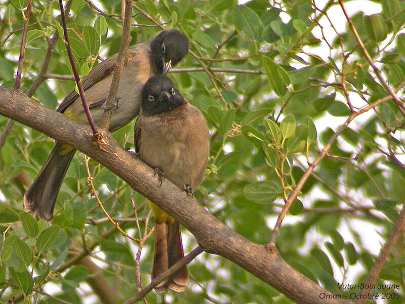 Bulbul d'Arabie