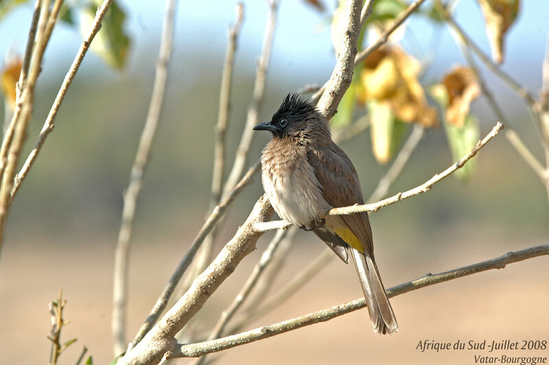 Dark-capped Bulbul