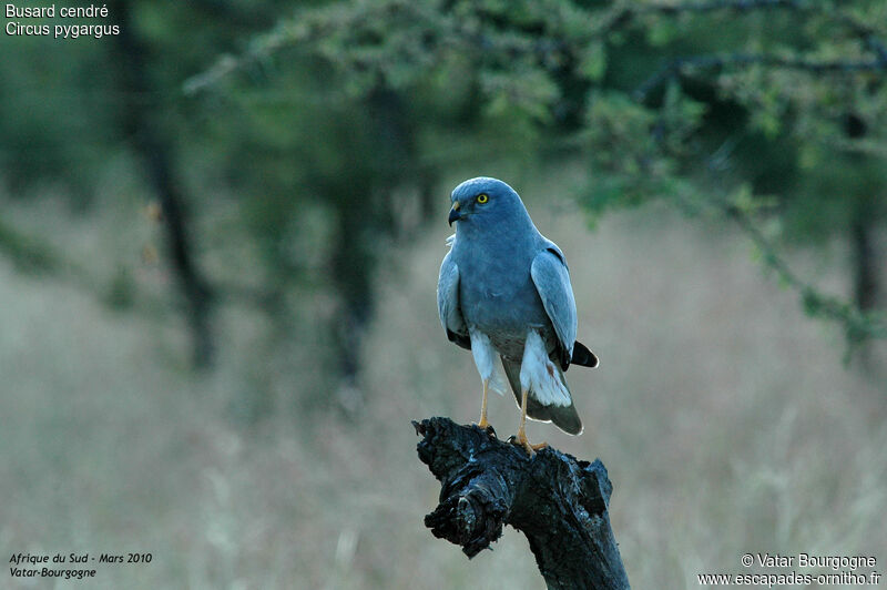 Montagu's Harrier