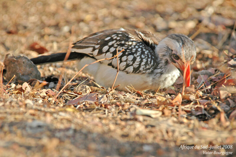 Southern Red-billed Hornbill