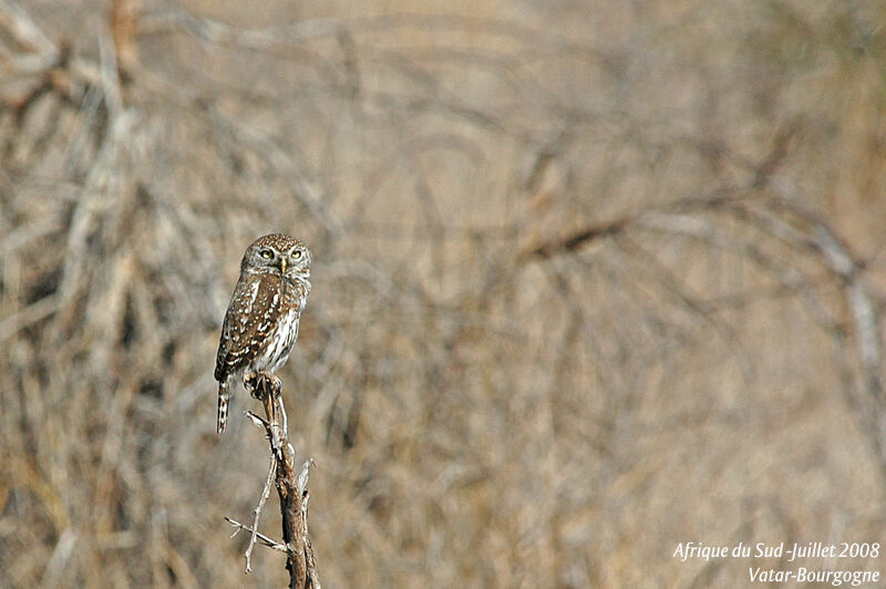 Pearl-spotted Owlet