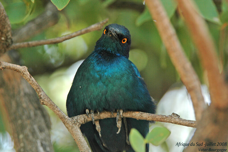 Cape Starling