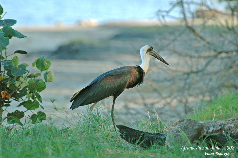 African Woolly-necked Stork