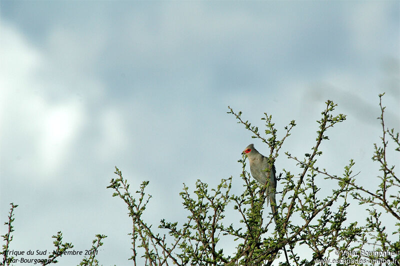 Red-faced Mousebird