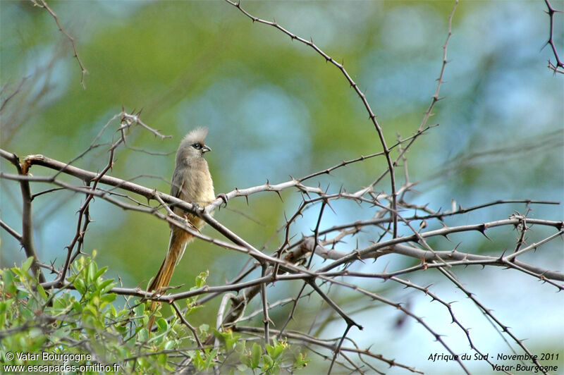 Speckled Mousebird