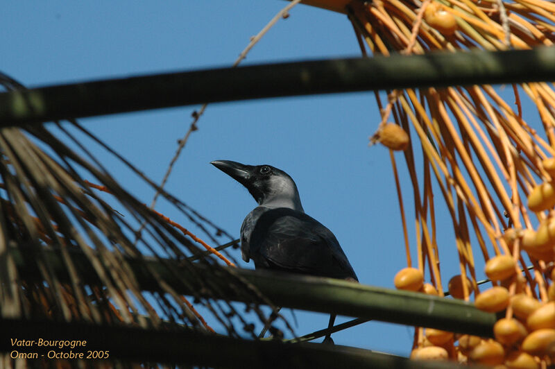 House Crow