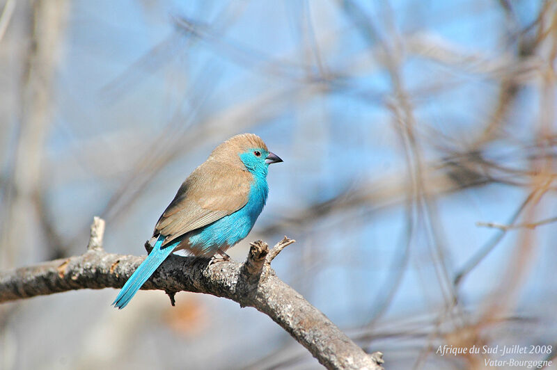 Blue Waxbill