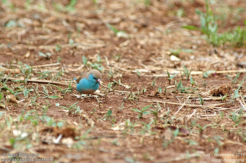 Cordonbleu de l'Angola