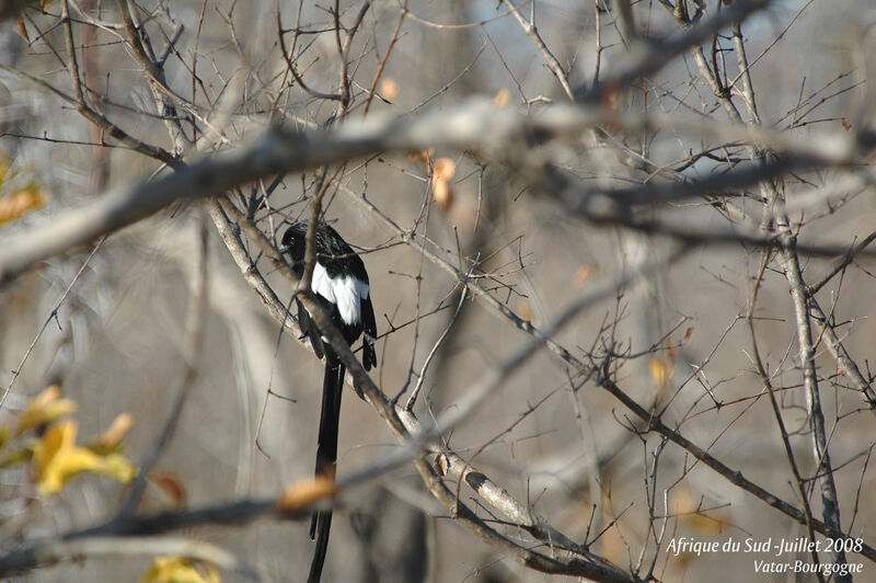 Magpie Shrike