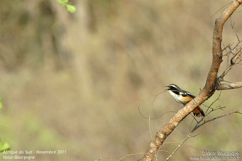 White-throated Robin-Chat