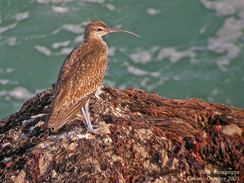 Eurasian Whimbrel