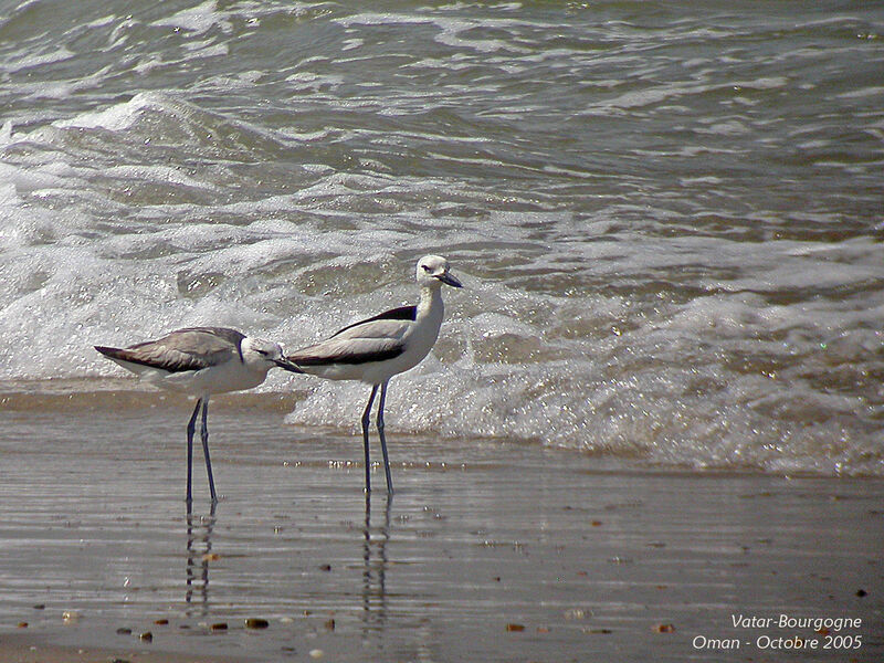 Crab-plover