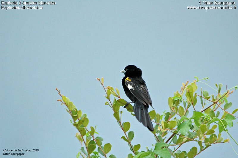 White-winged Widowbird