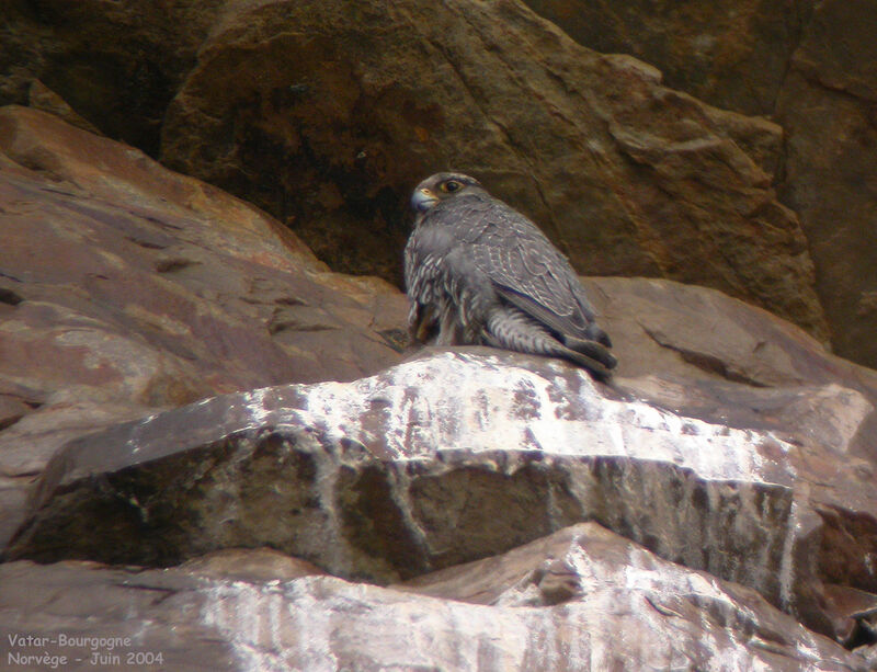 Gyrfalcon