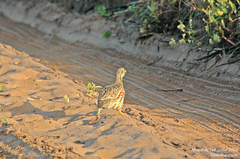 Francolin de Shelley