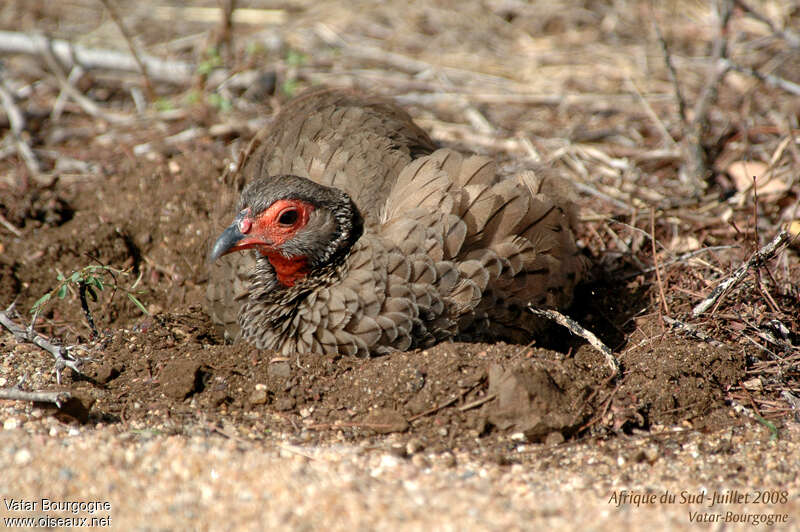 Francolin de Swainsonadulte, soins