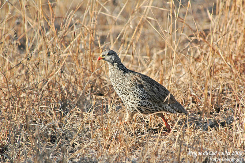 Francolin du Natal