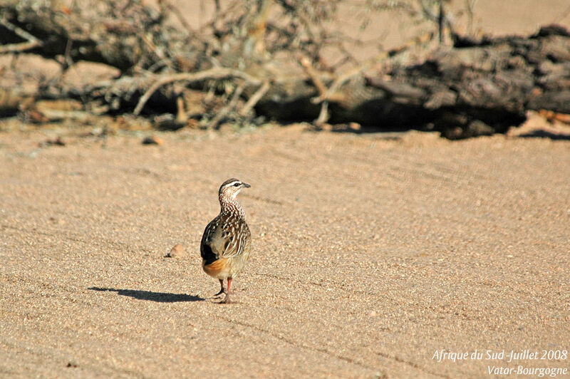 Crested Francolin