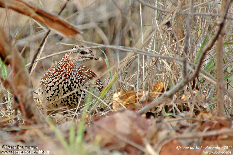 Crested Francolin