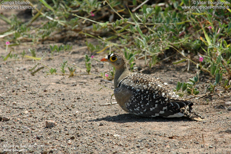 Double-banded Sandgrouse