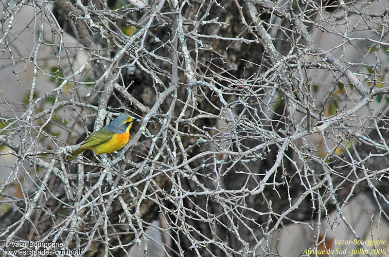 Orange-breasted Bushshrike