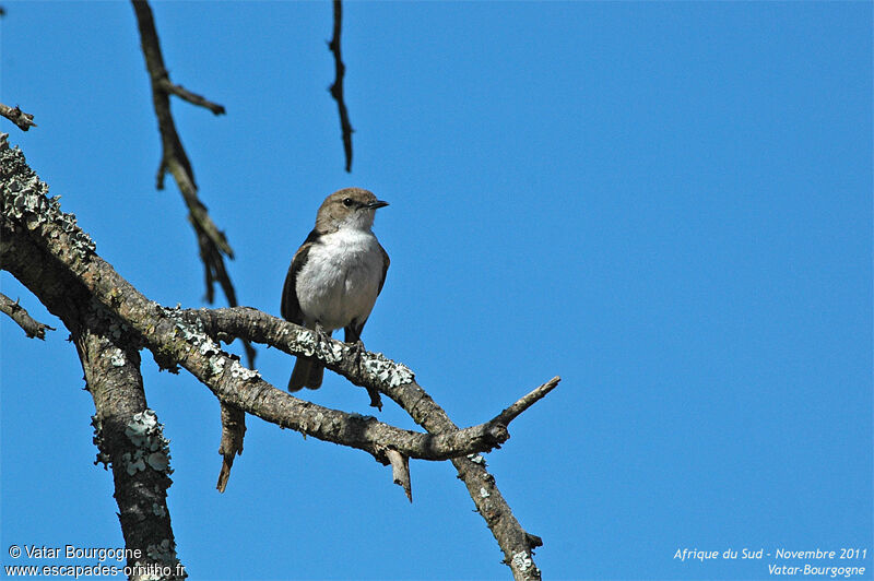 Marico Flycatcher