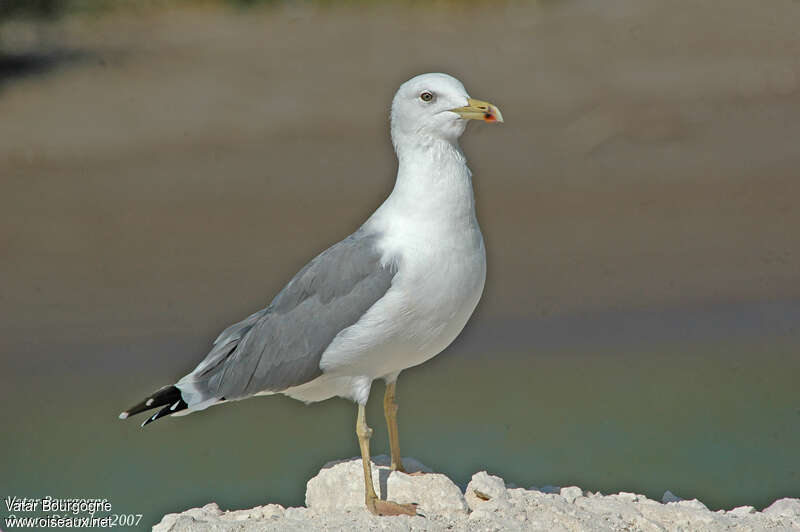 Caspian Gulladult post breeding, identification