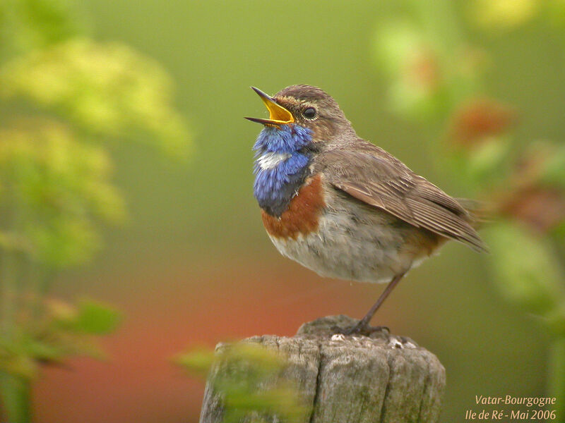 Bluethroat